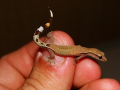 Greater Clawless Gecko photo 2
