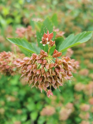 Putinalapis pūslenis