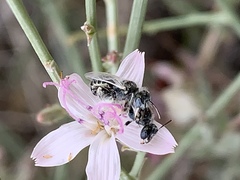 Perdita albonotata