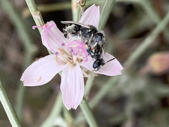 Perdita albonotata