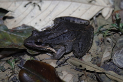 Leptodactylus bolivianus