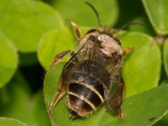 Trichocolletes