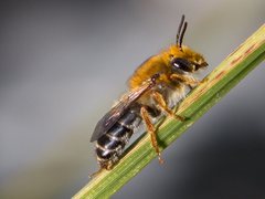 Trichocolletes