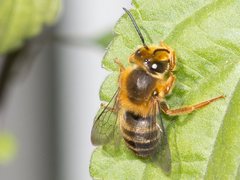 Trichocolletes