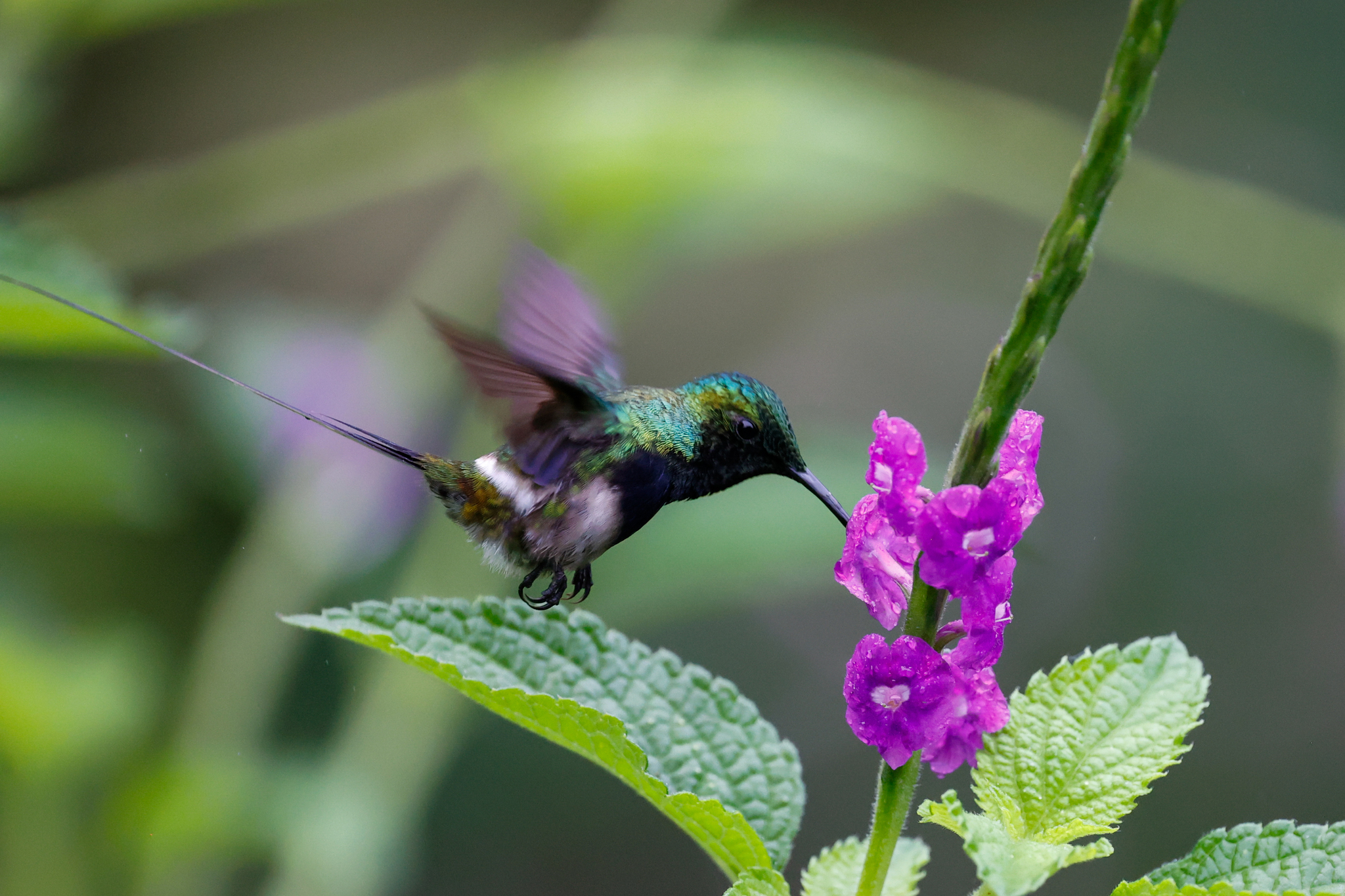 Black-bellied Thorntail (Discosura langsdorffi), photo 9