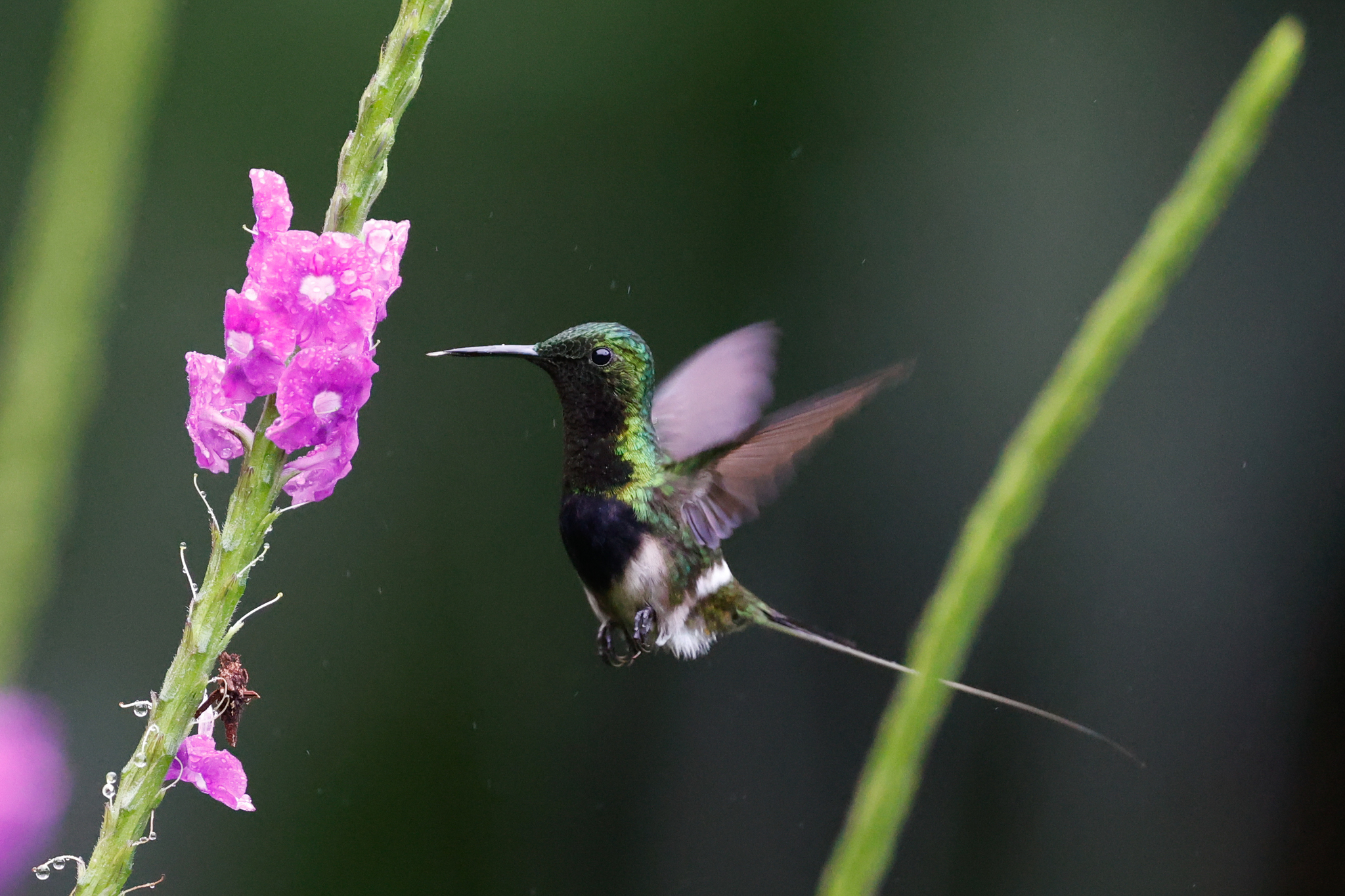 Black-bellied Thorntail (Discosura langsdorffi), photo 7