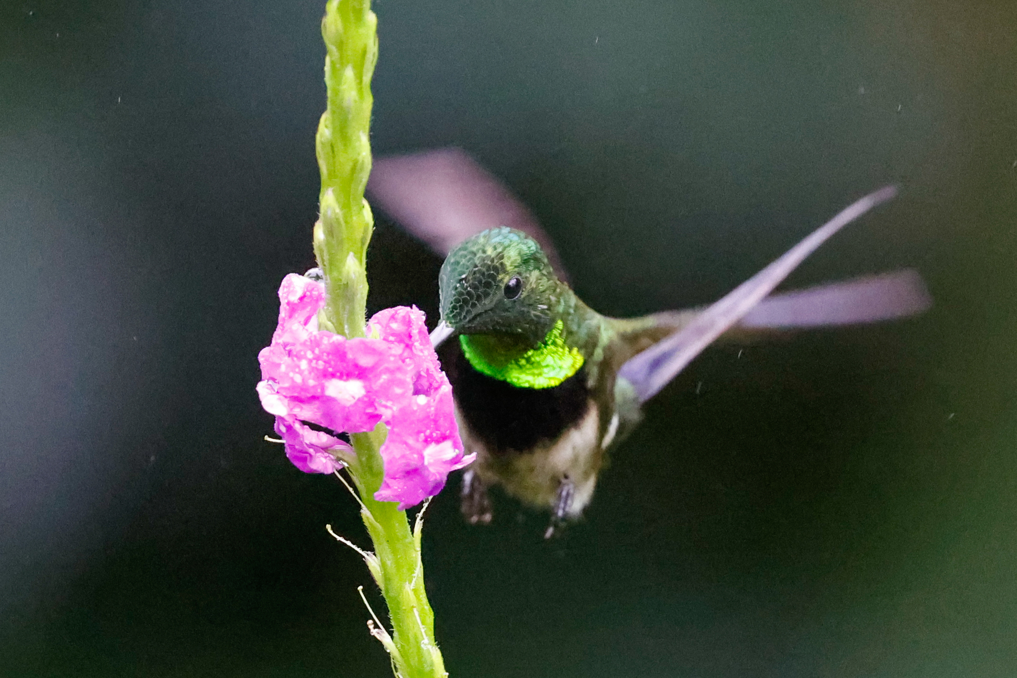 Black-bellied Thorntail (Discosura langsdorffi), photo 10