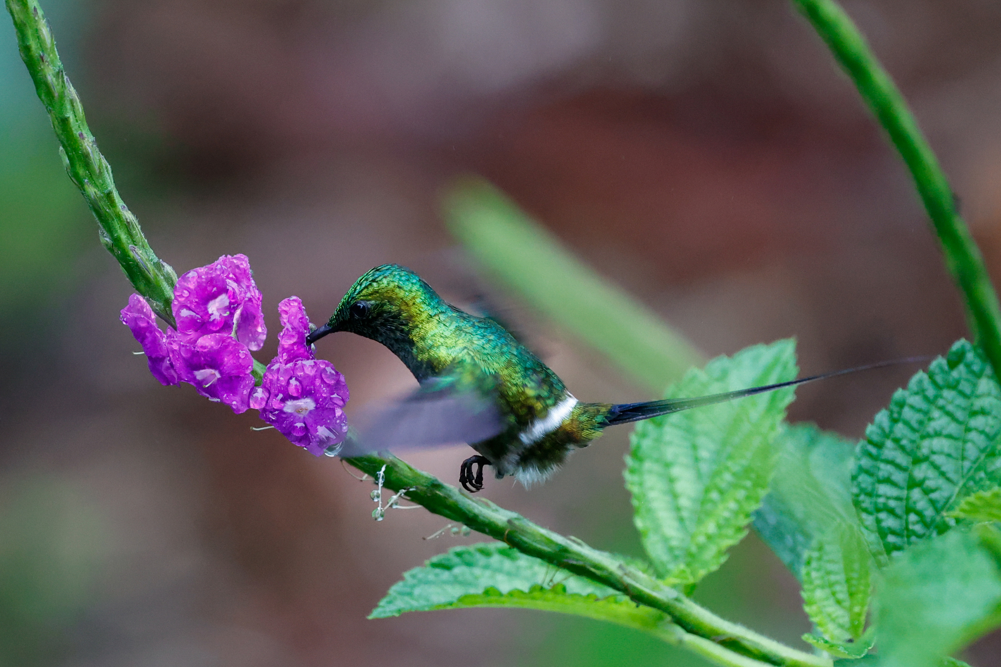 Black-bellied Thorntail (Discosura langsdorffi), photo 8