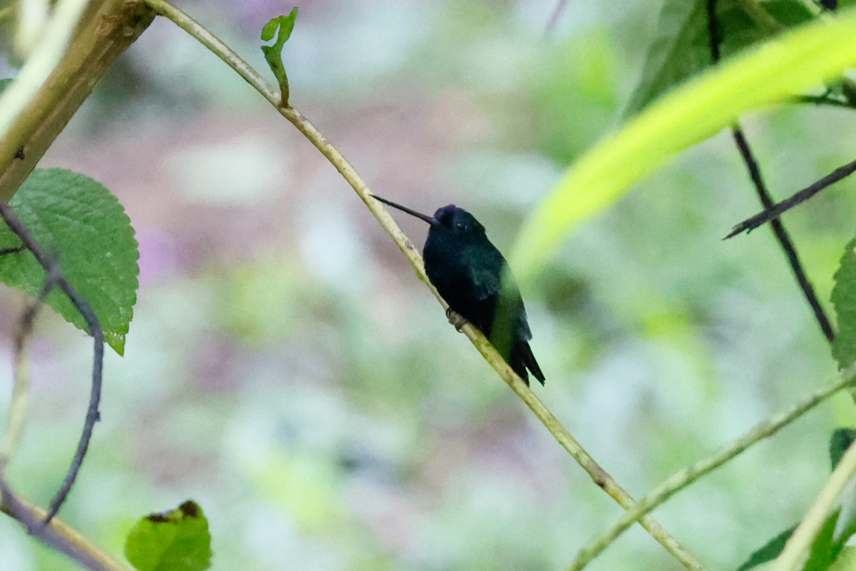 Blue-fronted Lancebill (Doryfera johannae), photo 7