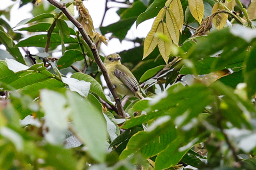 Olive-faced Flatbill (Tolmomyias viridiceps), photo 6