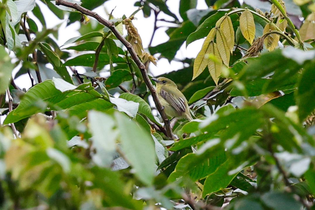Olive-faced Flatbill illustration