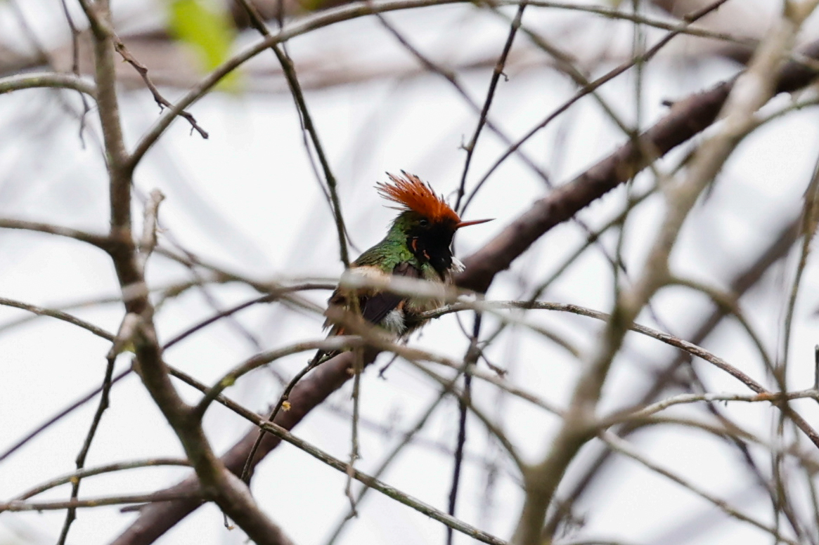 Spangled Coquette (Lophornis stictolophus), photo 2
