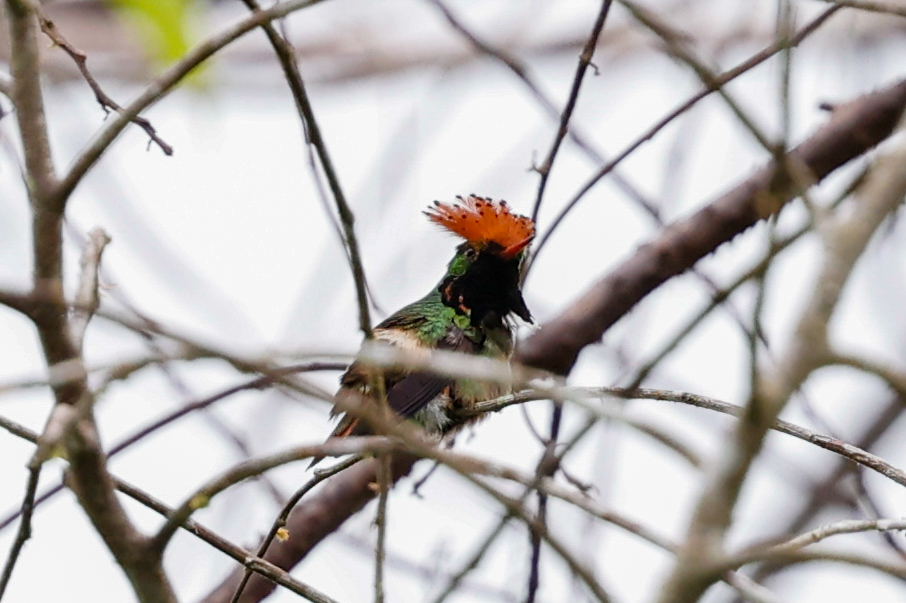 Spangled Coquette (Lophornis stictolophus), photo 3