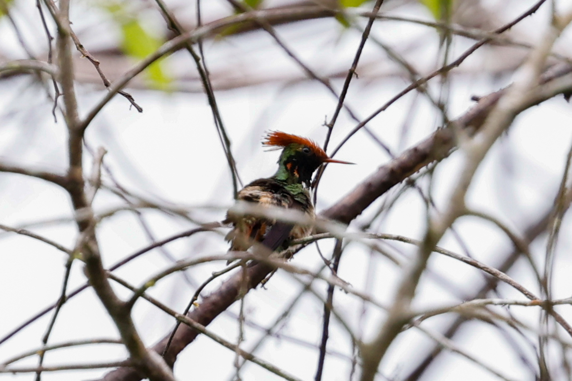 Spangled Coquette (Lophornis stictolophus), photo 4