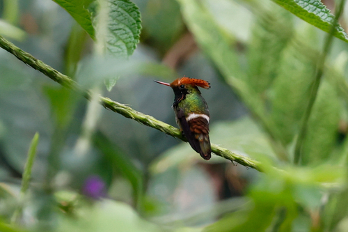 Spangled Coquette (Lophornis stictolophus), photo 5