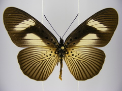 Pseudacraea eurytus eurytus