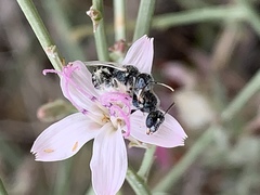 Perdita albonotata