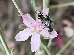 Perdita albonotata