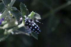 Thyreus caeruleopunctatus