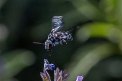 Thyreus caeruleopunctatus