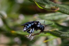 Thyreus caeruleopunctatus