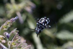 Thyreus caeruleopunctatus