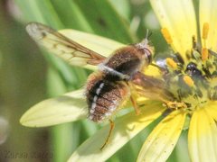 Sisyromyia limbata