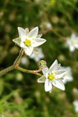 Spergula