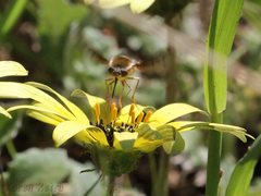 Sisyromyia limbata