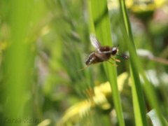 Sisyromyia limbata