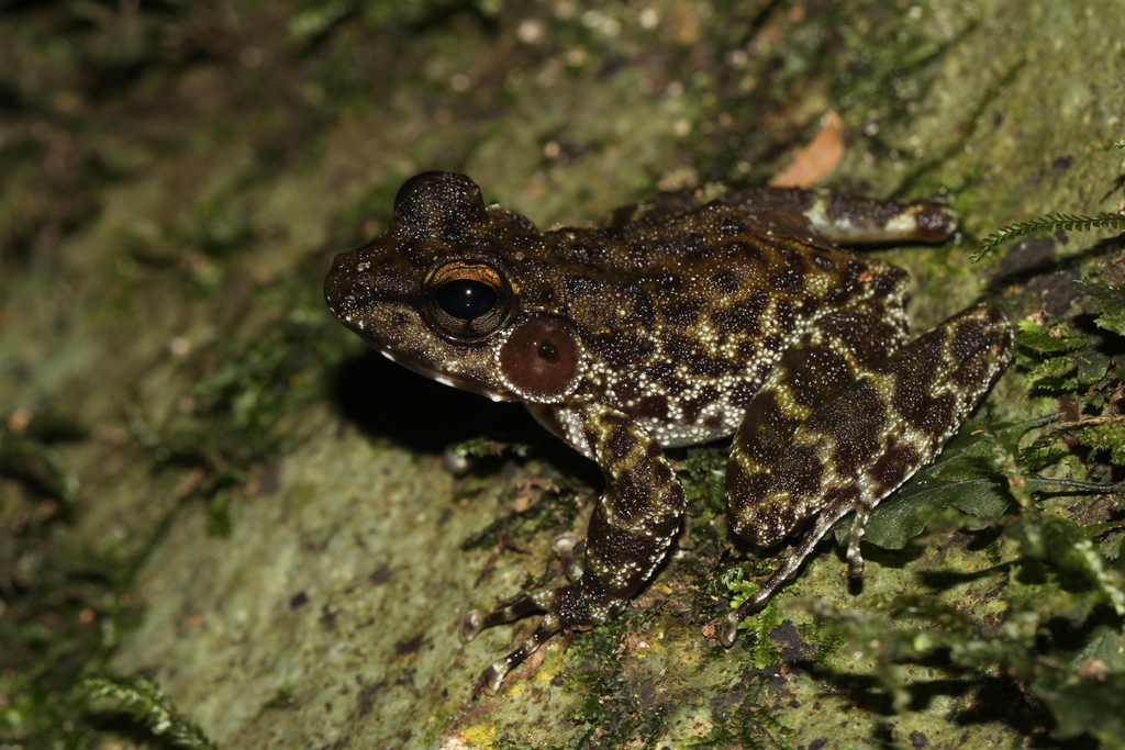 Petropedetes vulpiae