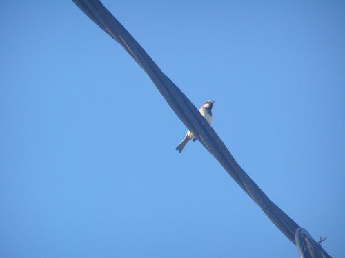 House Sparrow
