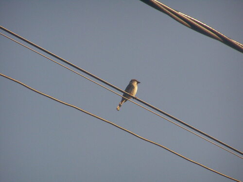 Eurasian Tree Sparrow
