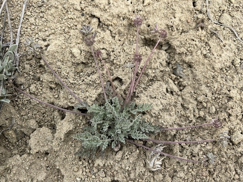 Image of Lomatium watsonii by no rights reserved