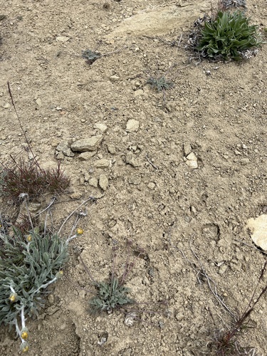 Image of Lomatium watsonii by no rights reserved