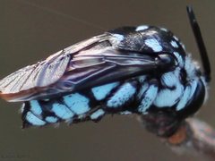 Thyreus caeruleopunctatus