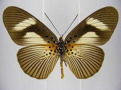 Pseudacraea eurytus eurytus