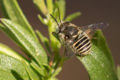 Pseudoanthidium repetitum