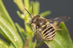 Pseudoanthidium repetitum