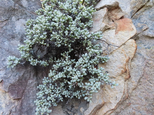 Oscularia piquetbergensis (Oscularia piquetbergensis)