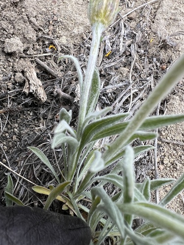 Image of Stenotus lanuginosus by no rights reserved