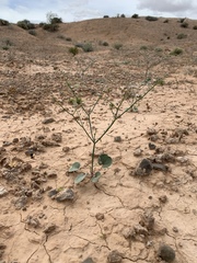 Eriogonum exaltatum