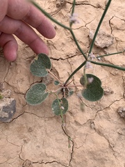 Eriogonum exaltatum