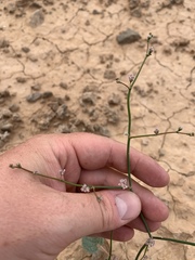 Eriogonum exaltatum