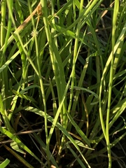 Juncus filipendulus