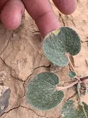 Eriogonum exaltatum