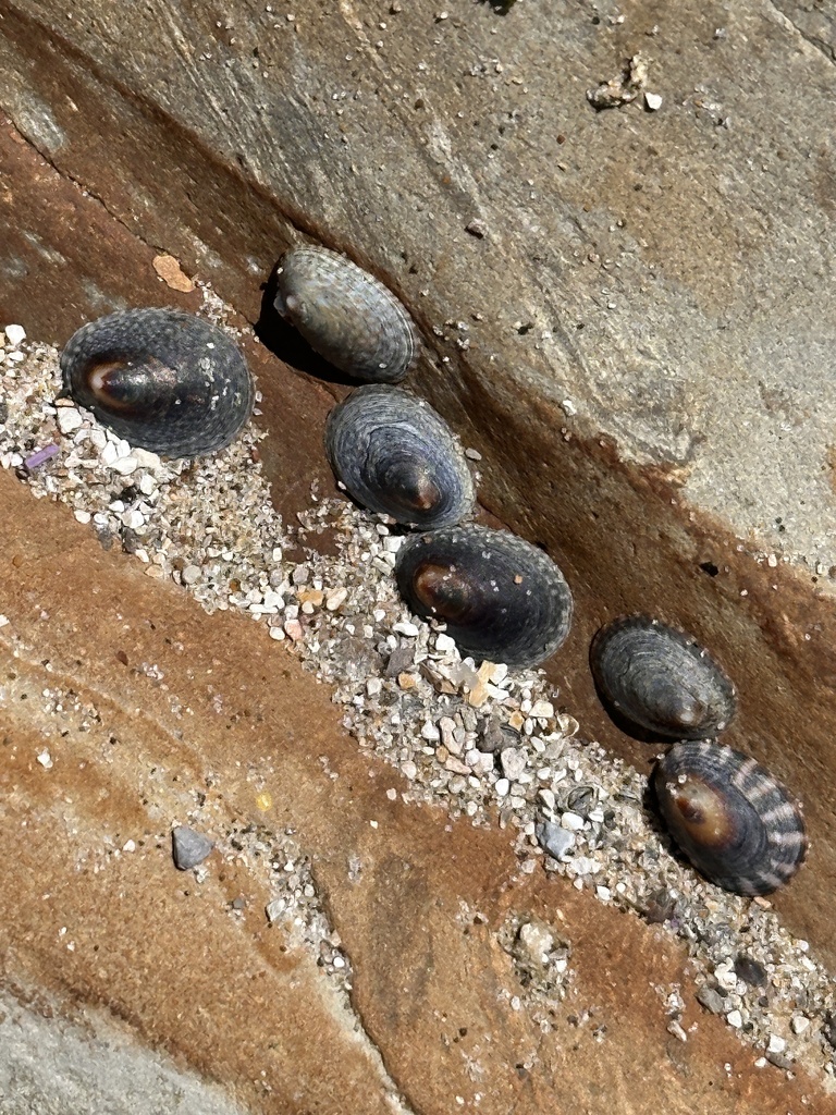 Checkered Limpet