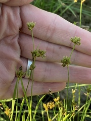 Juncus filipendulus