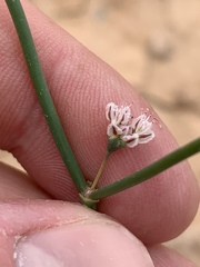 Eriogonum exaltatum