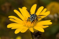 Thyreus caeruleopunctatus